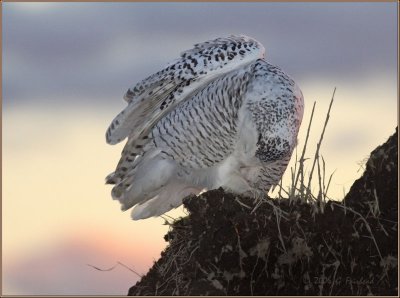 Snowy Owl Preening