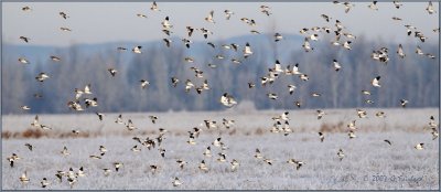 Snow Bunting Flock