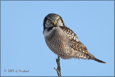 Northern Hawk Owl on a Stick