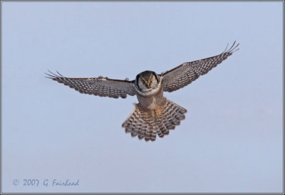 Northern Hawk Owl on Hunt