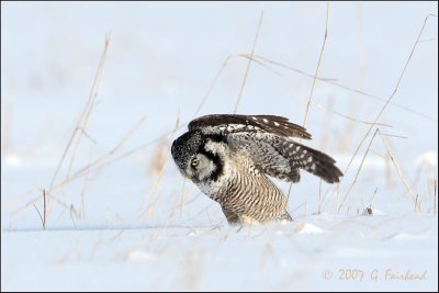 Northern Hawk Owl...Walking Against The Wind :}