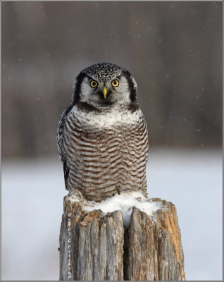 Northern Hawk Owl Post