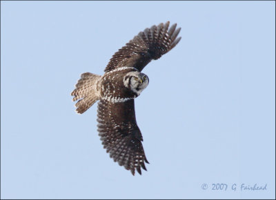 Flight of the Northern Hawk Owl