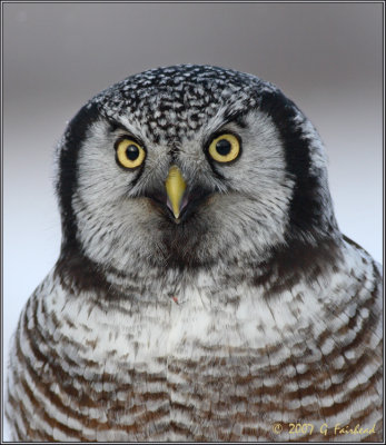 Northern Hawk Owl Portrait