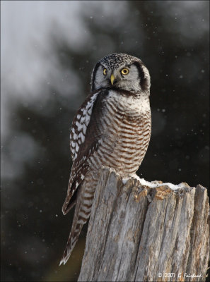 Stare of the Northern hawk owl