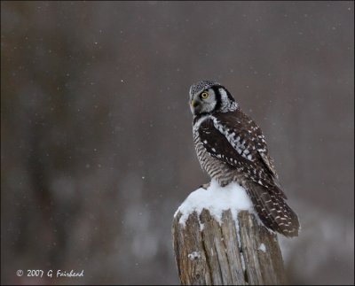 A Little Snow for the Northern Hawk Owl