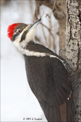 Pileated Woodpecker Full Frame