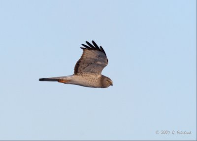 Northern Harrier Adult Male
