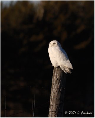 Mature Male Snowy Owl