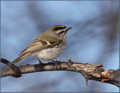 kinglet2.jpg