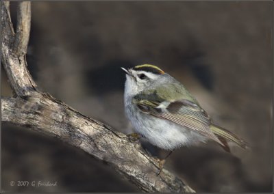 Golden Crowned Kinglet