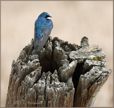 Little Bird on a Big Perch