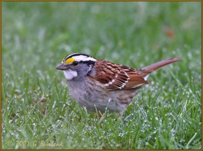 White Throated Sparrow