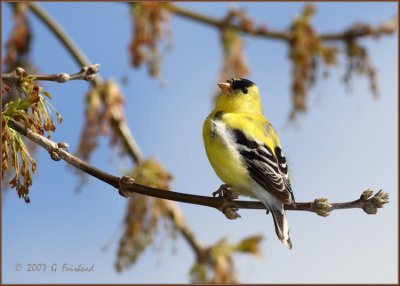 Goldfinch.jpg