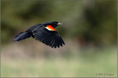 Red Winged Blackbird on the Wing