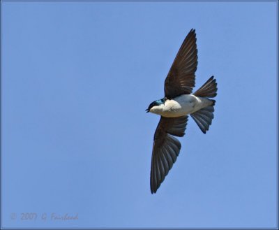 Swallow-flight.jpg