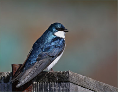 Tree Swallow