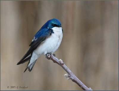 Tree Swallow