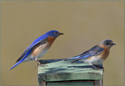 Eastern Bluebird Male and female