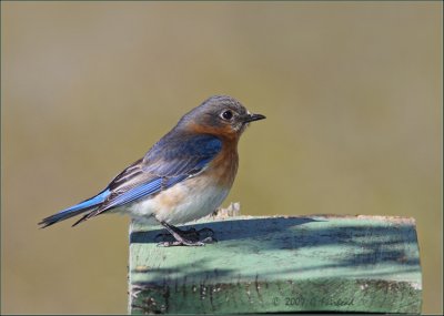 Eastern Bluebird Female