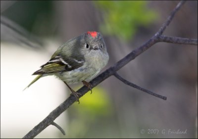 Ruby Crowned Kinglet