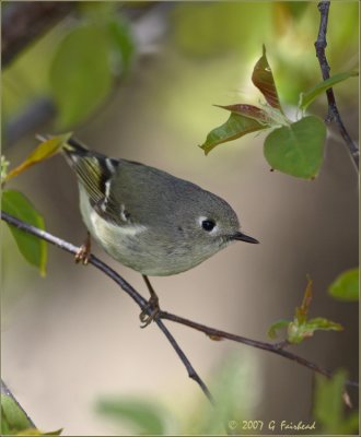 Ruby Crowned Kinglet