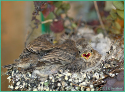 Baby House Finches in a Wreath