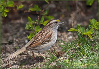 White Throated Sparrow,