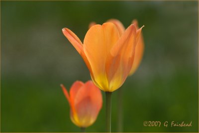 Orange-Tulip.jpg