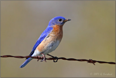 Eastern Bluebird