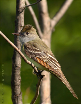 Great Crested Flycatcher Male