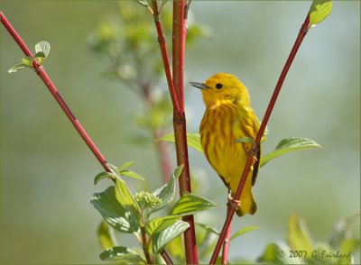 Yellow Warbler