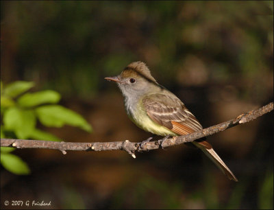 Great Crested Flycatcher