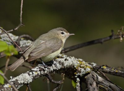 Warbling Vireo