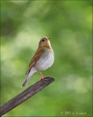 I think its a Veery