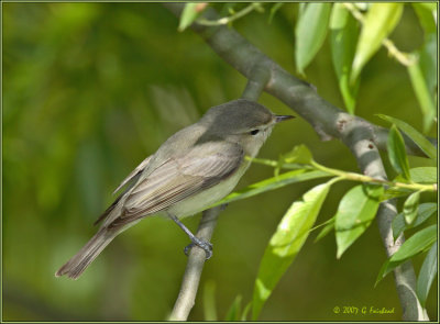 Warbling Vireo