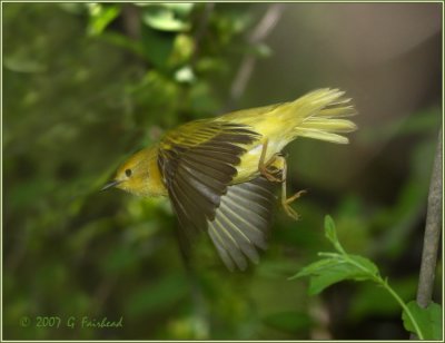 Yellow Warbler Take Off