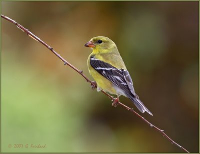 Goldenfinch.jpg