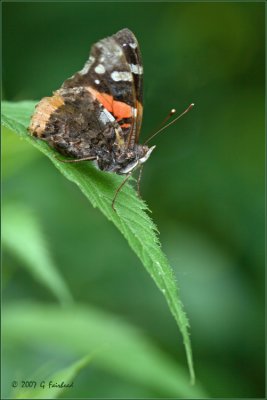 Painted Lady on a  Slippery Slope