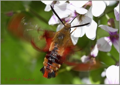 Hovering Hummingbird Moth