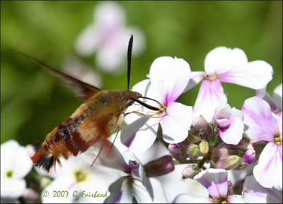 Hummingbird Moth in the Flox