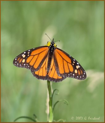 Another Monarch