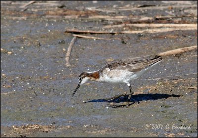  Wilson's Phalarope Male