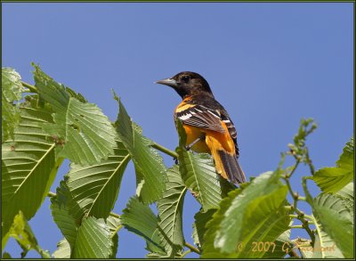 Baltimore Oriole Male