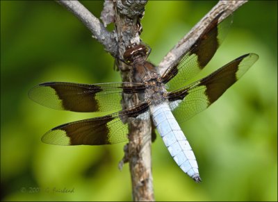White Tailed Dragonfly