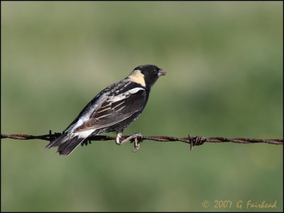 Bobolink