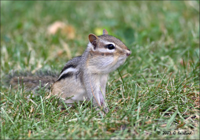 Great Canadian Big Headed Chipmunk .-)