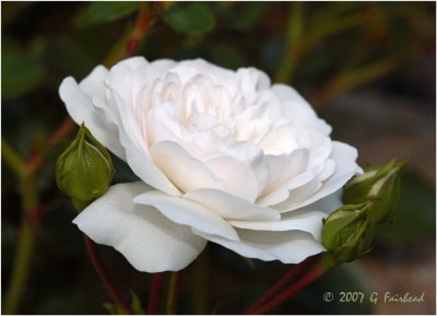 White-Rose.jpg