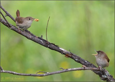 Wren's Snack Time