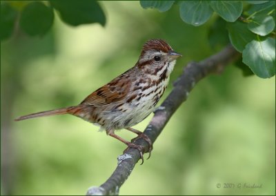 Song Sparrow